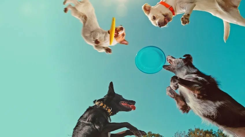 Dentro da Mente de um Cachorro