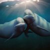 Nossos Oceanos - Netflix
